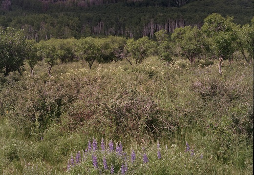 Colorado Western Slope